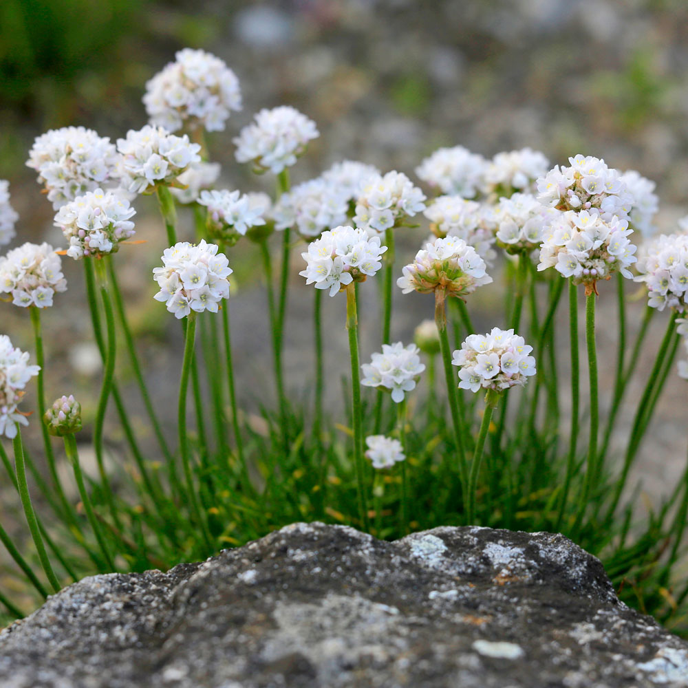 Plant image