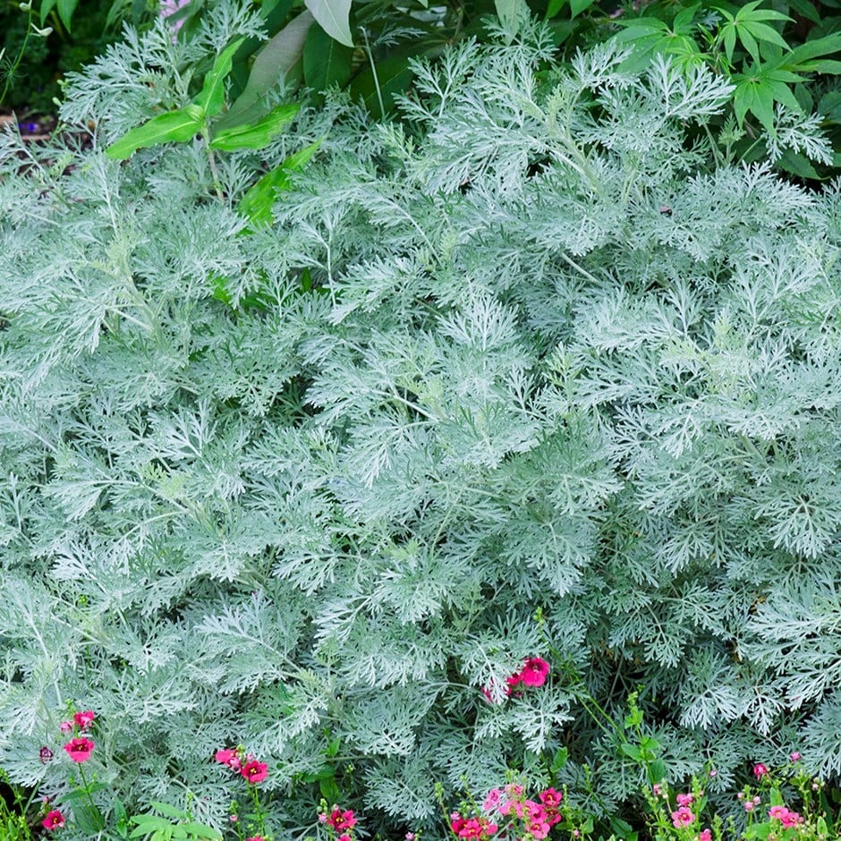 Plant image