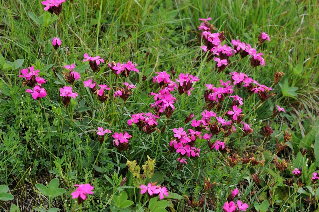 Plant image