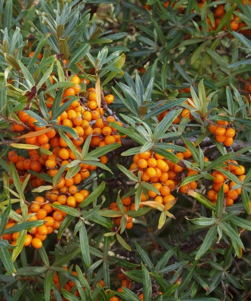 Plant image