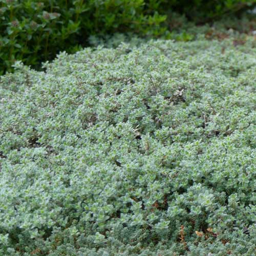 Plant image