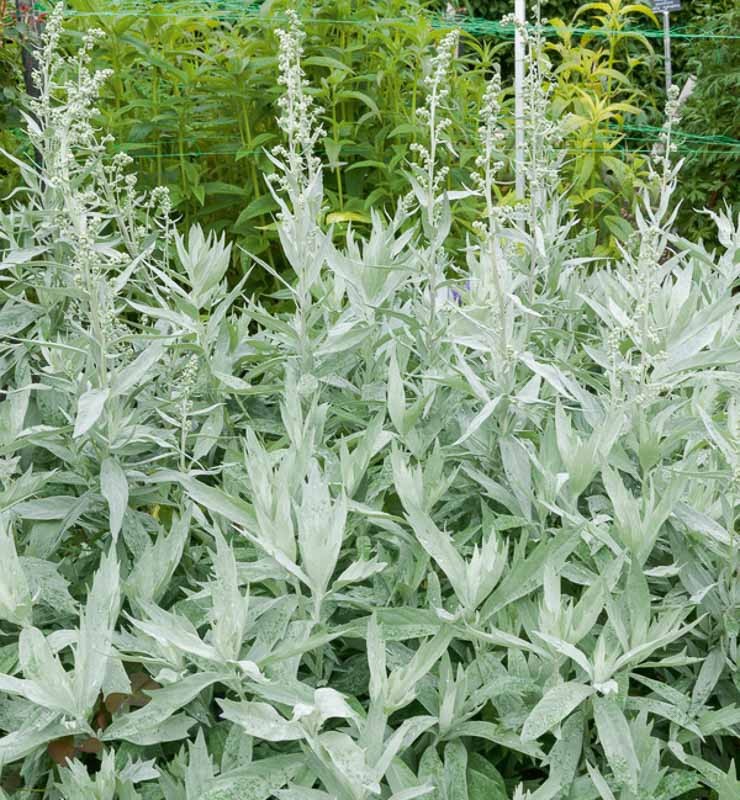 Plant image
