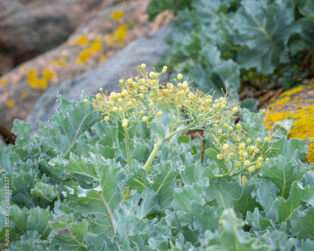 Plant image