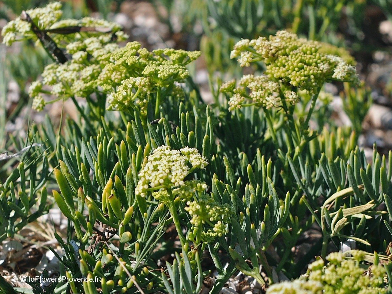 Plant image