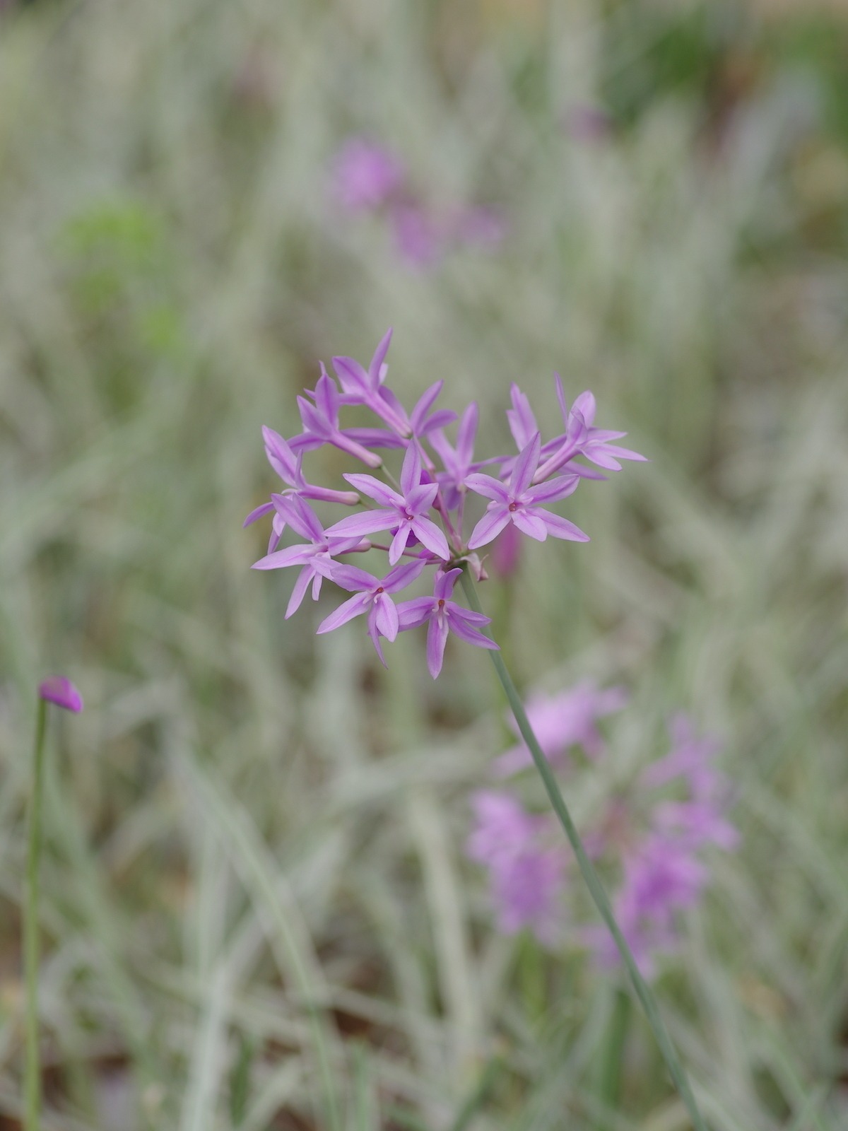Plant image