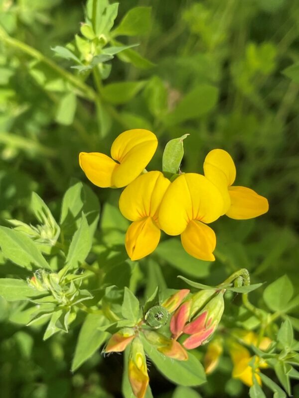 Plant image