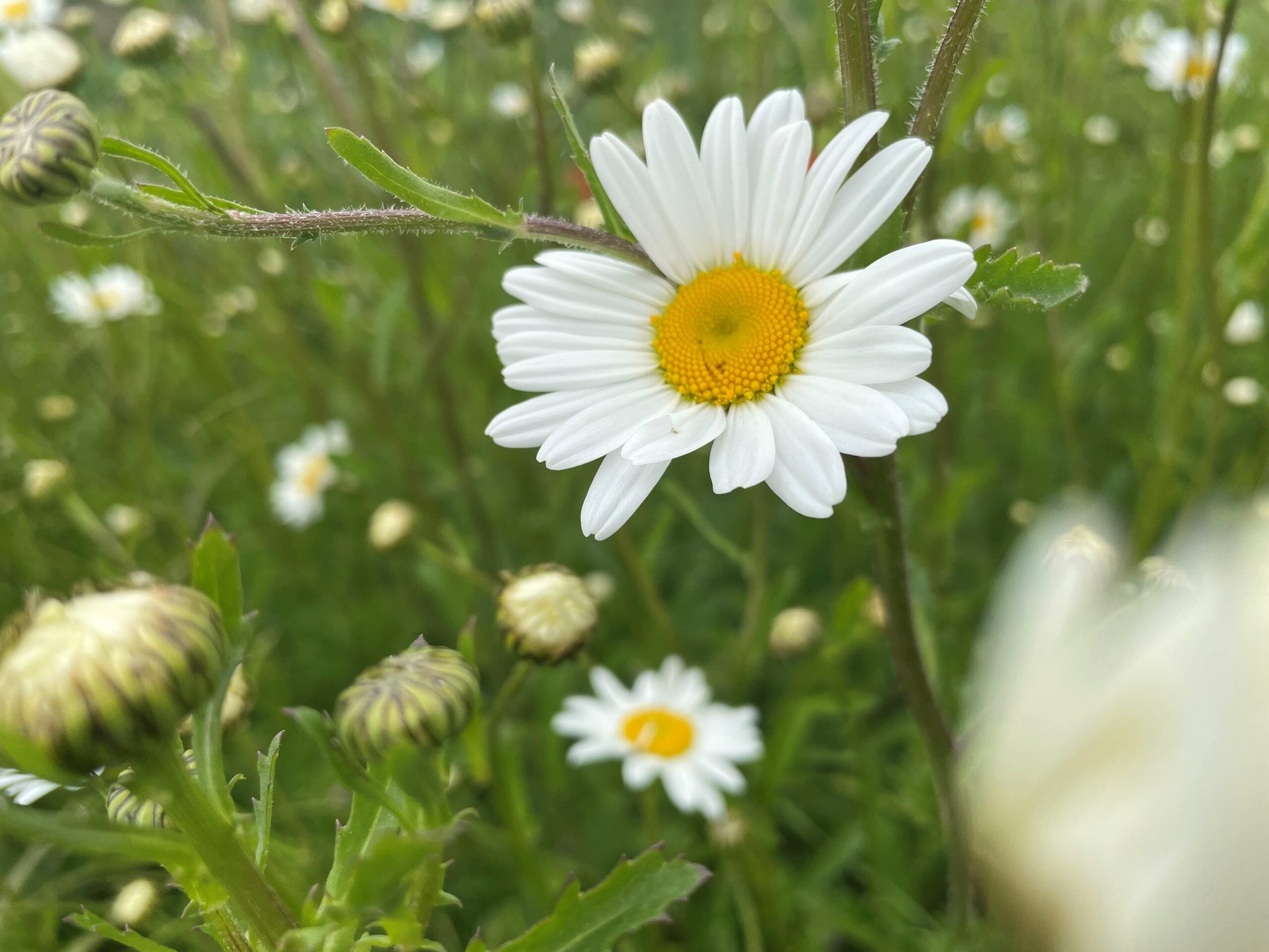 Plant image