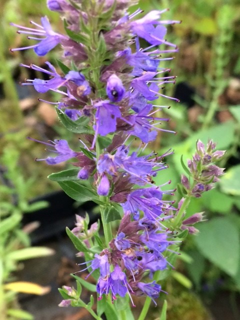 Plant image