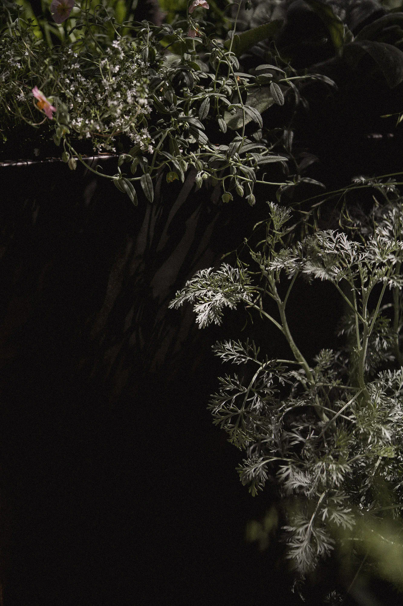 Silvery artemisia and trailing herbs against a dark steel planter
