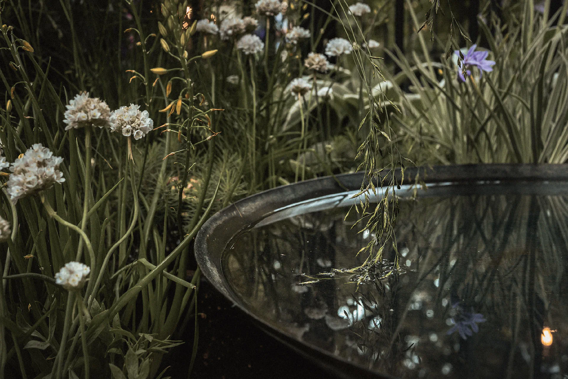White sea thrift and grasses around a dark, still water bowl reflecting the planting