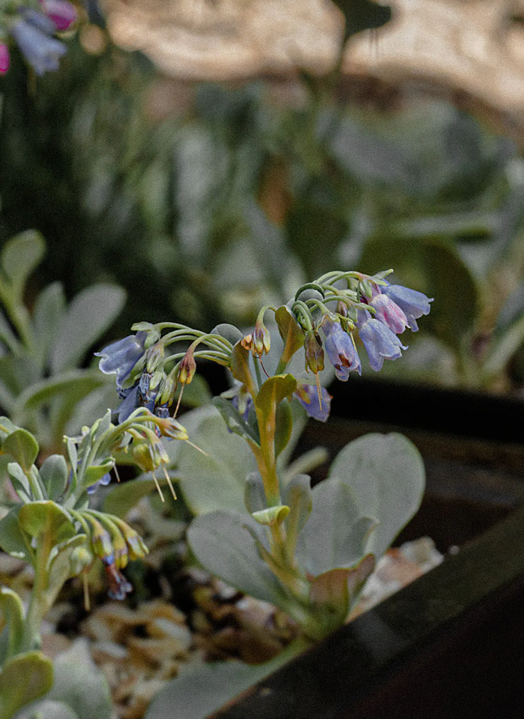 Oyster plant with blue bell-shaped flowers in a steel planter