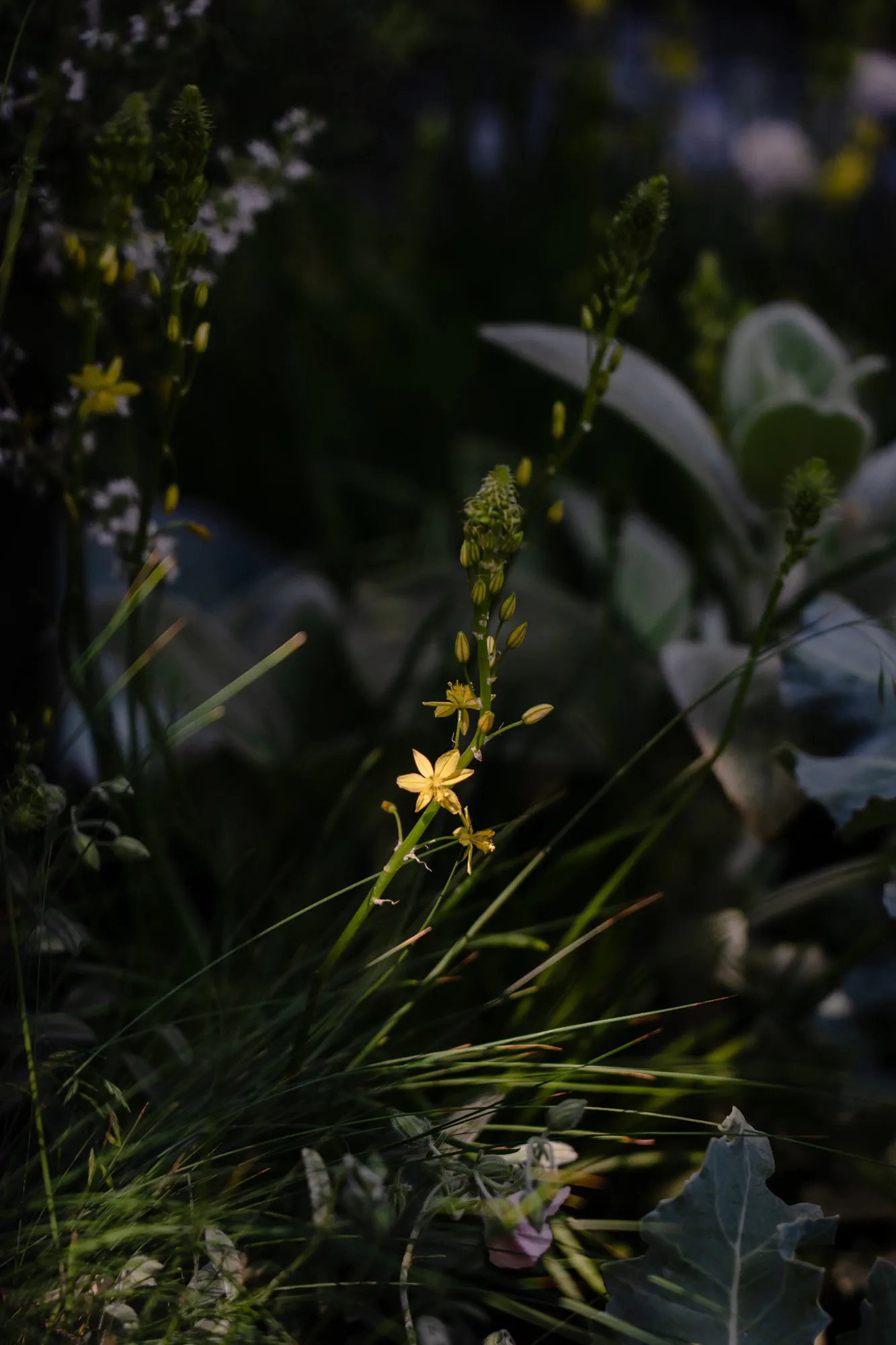 Yellow star-shaped bulbine flowers among fine grasses