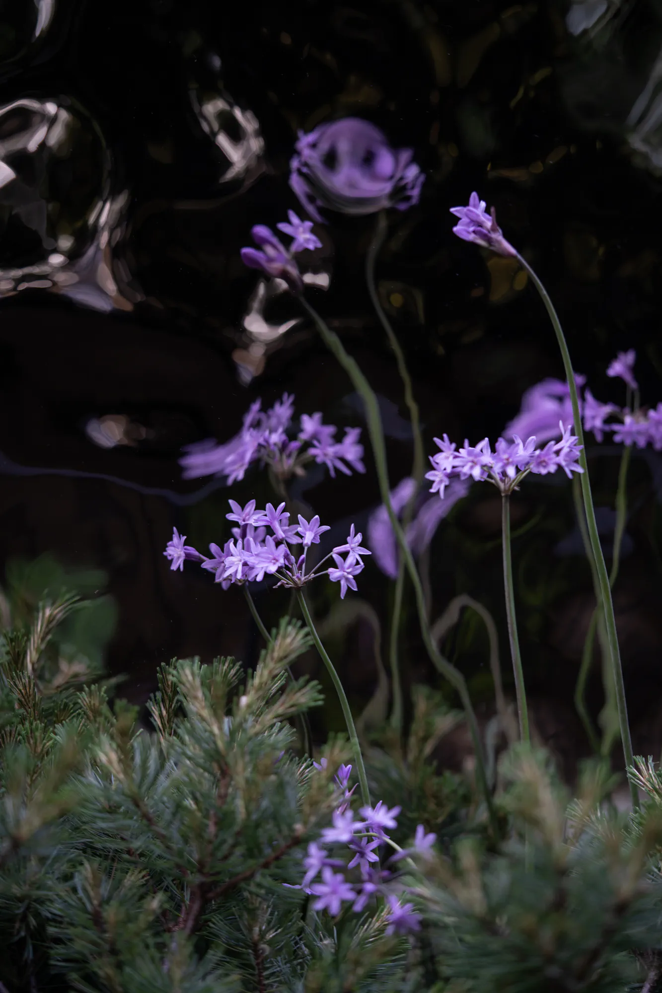Society garlic in flower above dwarf pine, against the rippled cladding