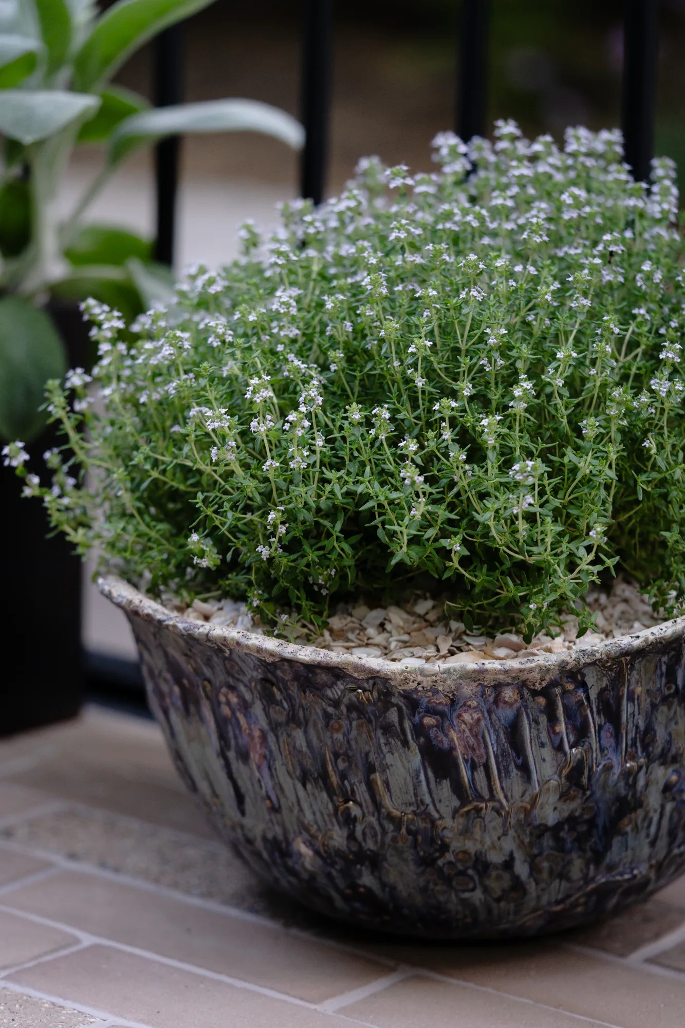 Flowering thyme in a handmade shell pot topped with crushed shells