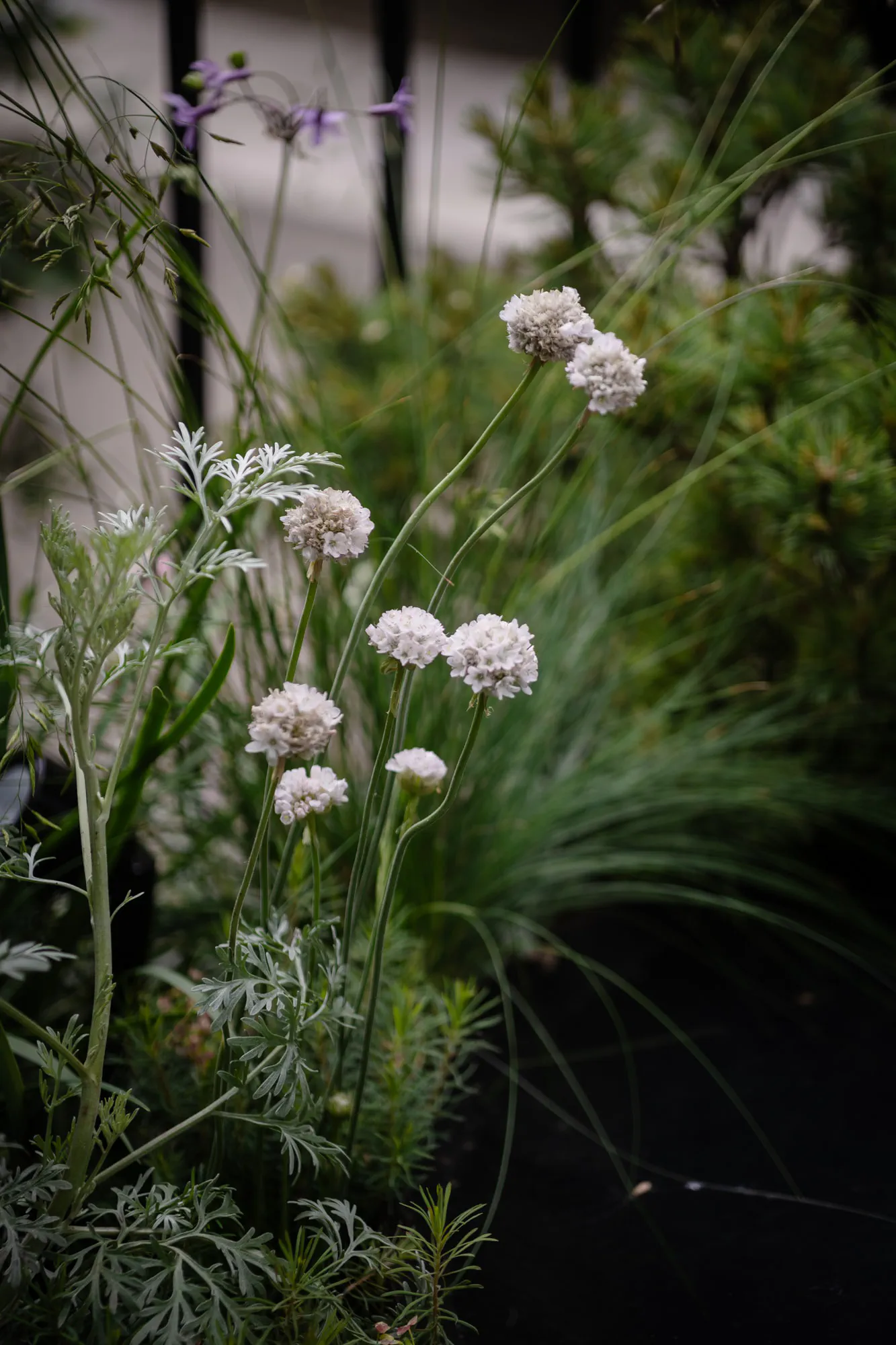 White sea thrift among artemisia and fine grasses