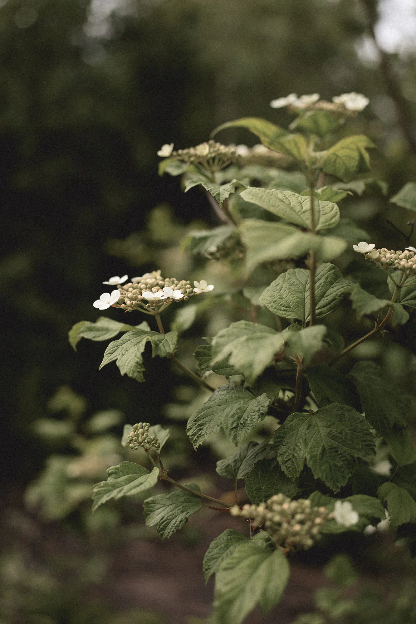 Guelder rose in flower, with white lacecap blooms