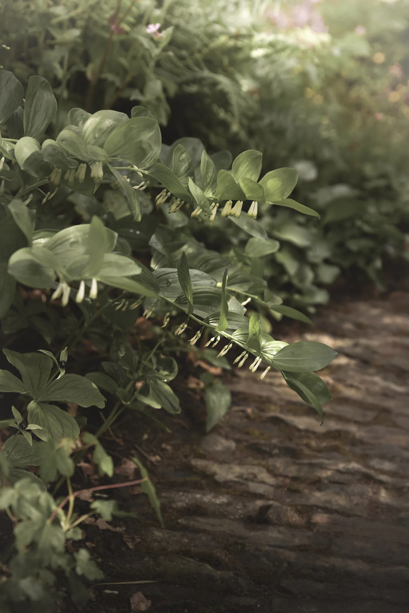 Solomon's seal arching over a gritstone path, its white bell flowers hanging beneath the leaves