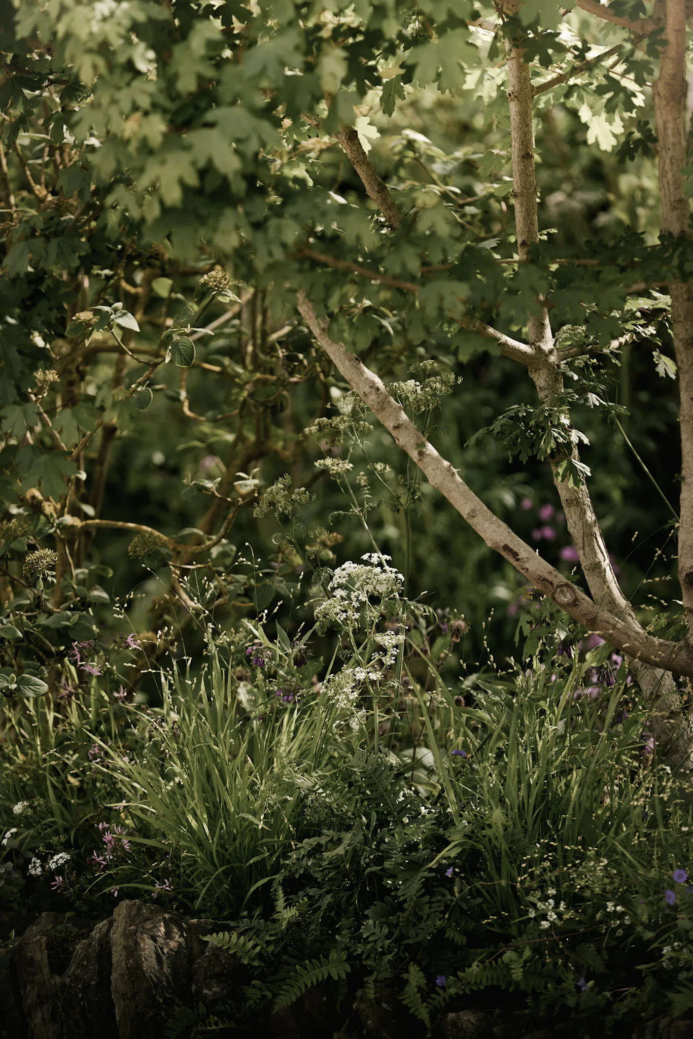 Field maple branches arching over cow parsley, grasses and ferns along a stone wall