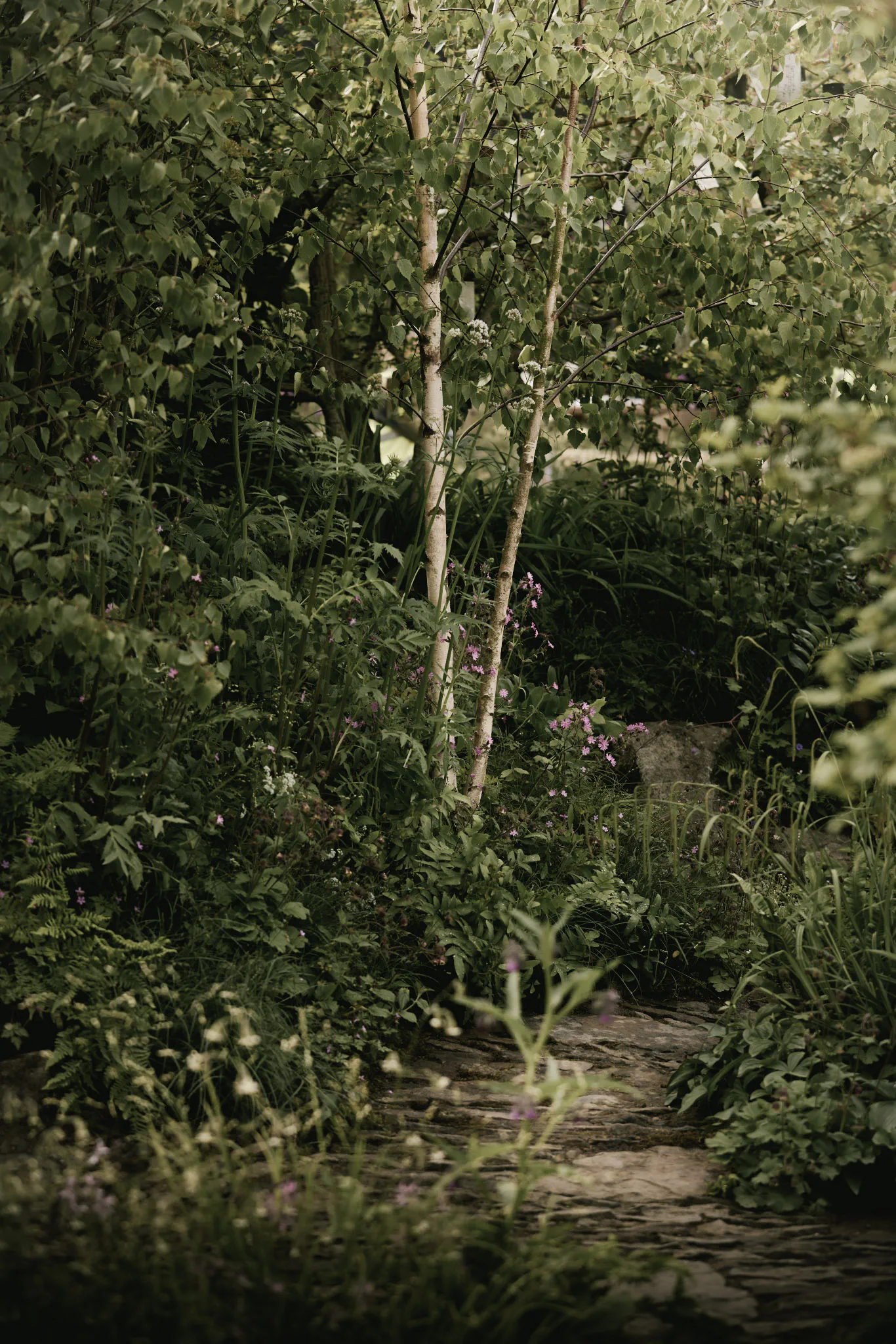 Forgotten Forests Garden at RHS Chelsea 2026 — a stone path winding beneath silver birches through dense native woodland planting