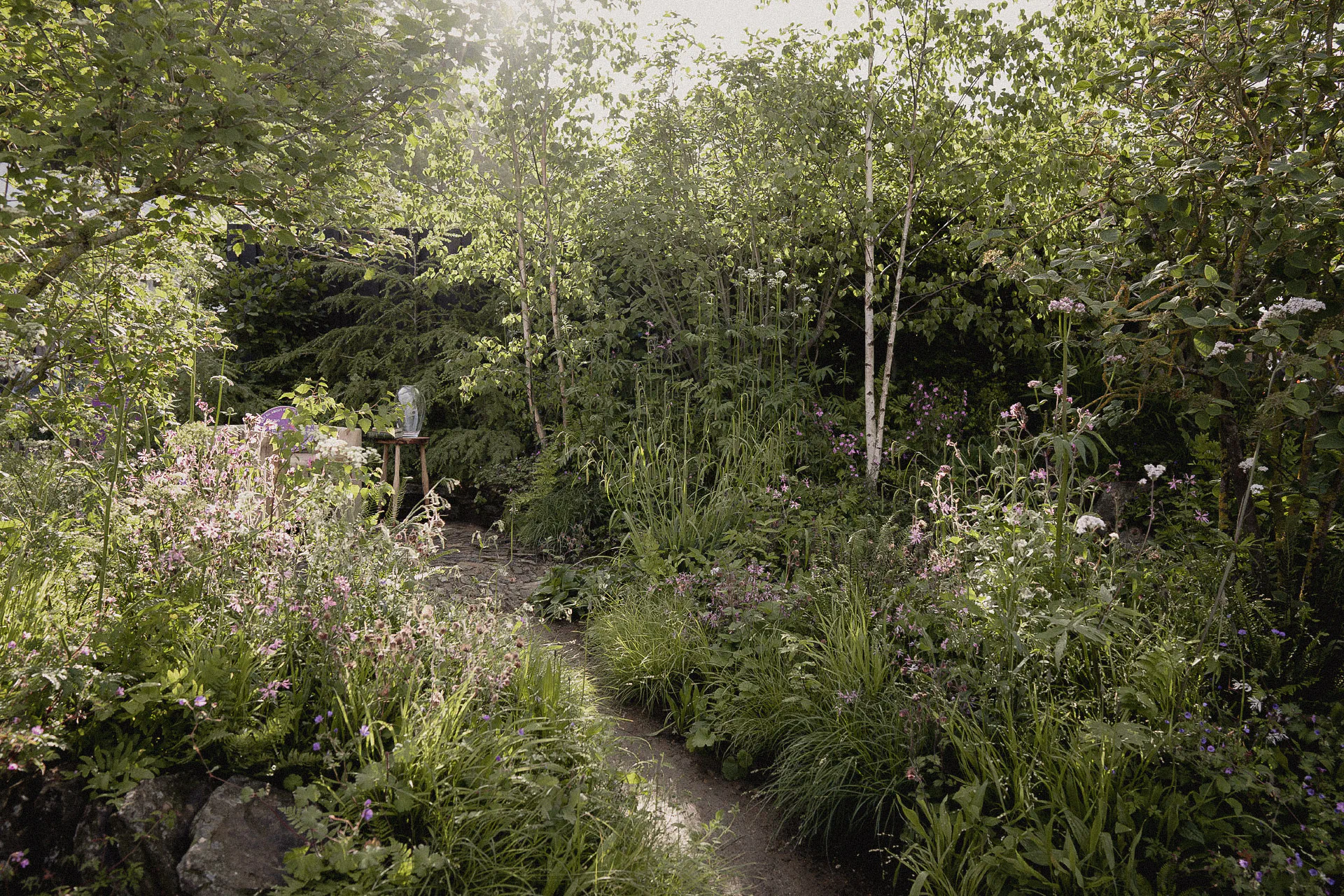 Path through the Forgotten Forests Garden in soft light, past silver birch, grasses, red campion and cow parsley