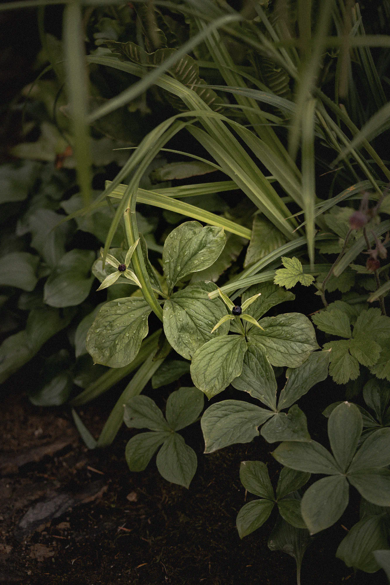 Herb Paris, an ancient woodland indicator, among sedges and woodland ground cover