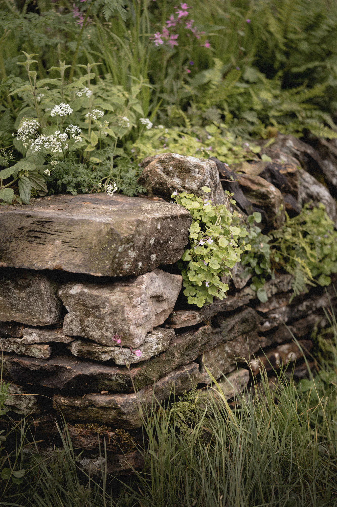 Gritstone dry stone wall topped with cow parsley, red campion and trailing woodland plants