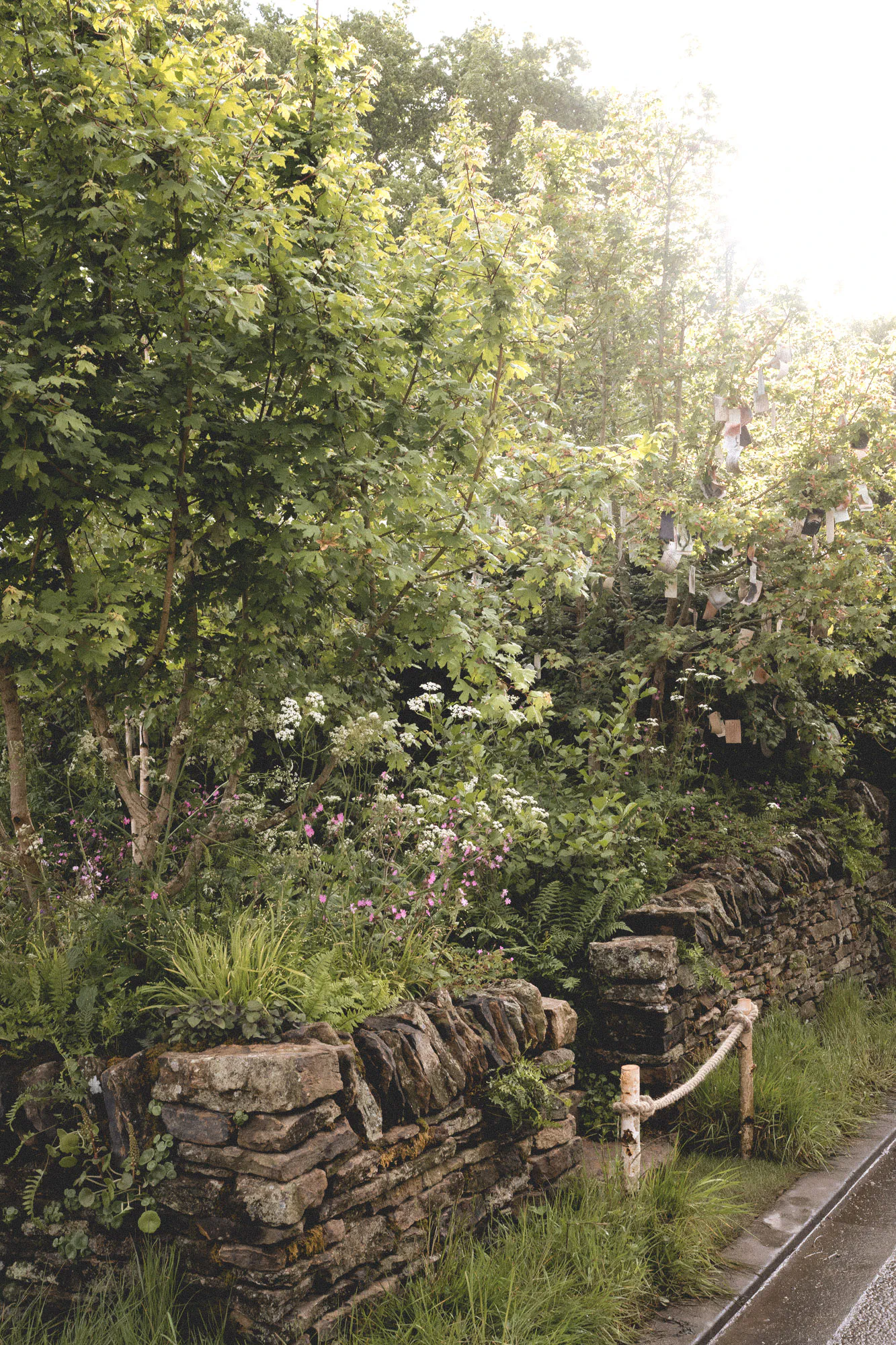 Field maples and woodland planting above gritstone dry stone walls, beside a step with a rope handrail