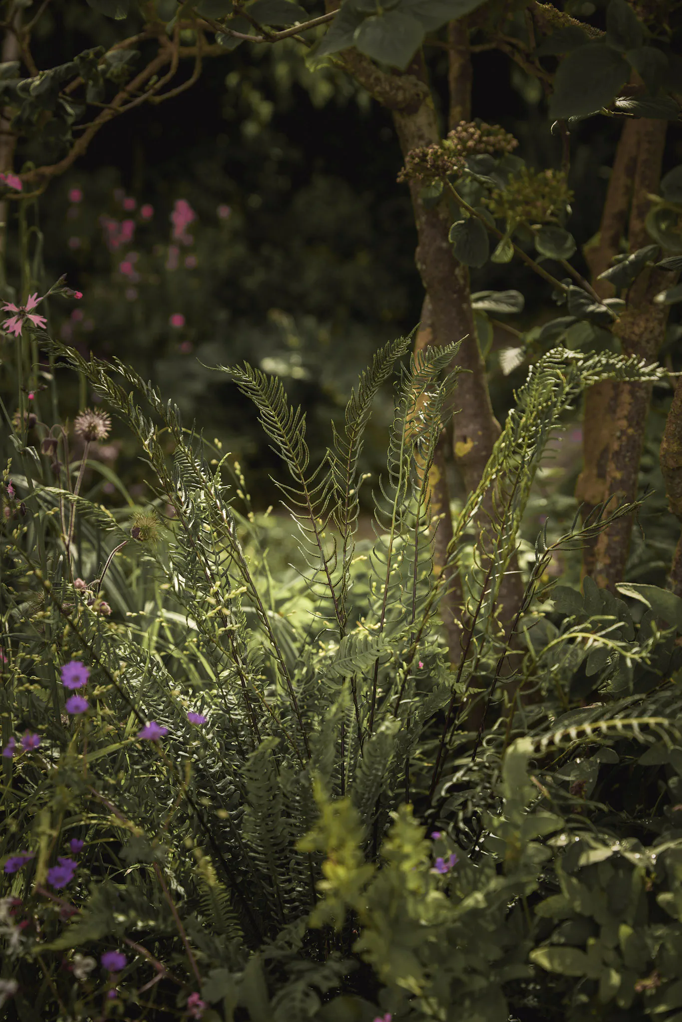 Ferns caught in low sunlight beneath trees, with purple cranesbill in the foreground