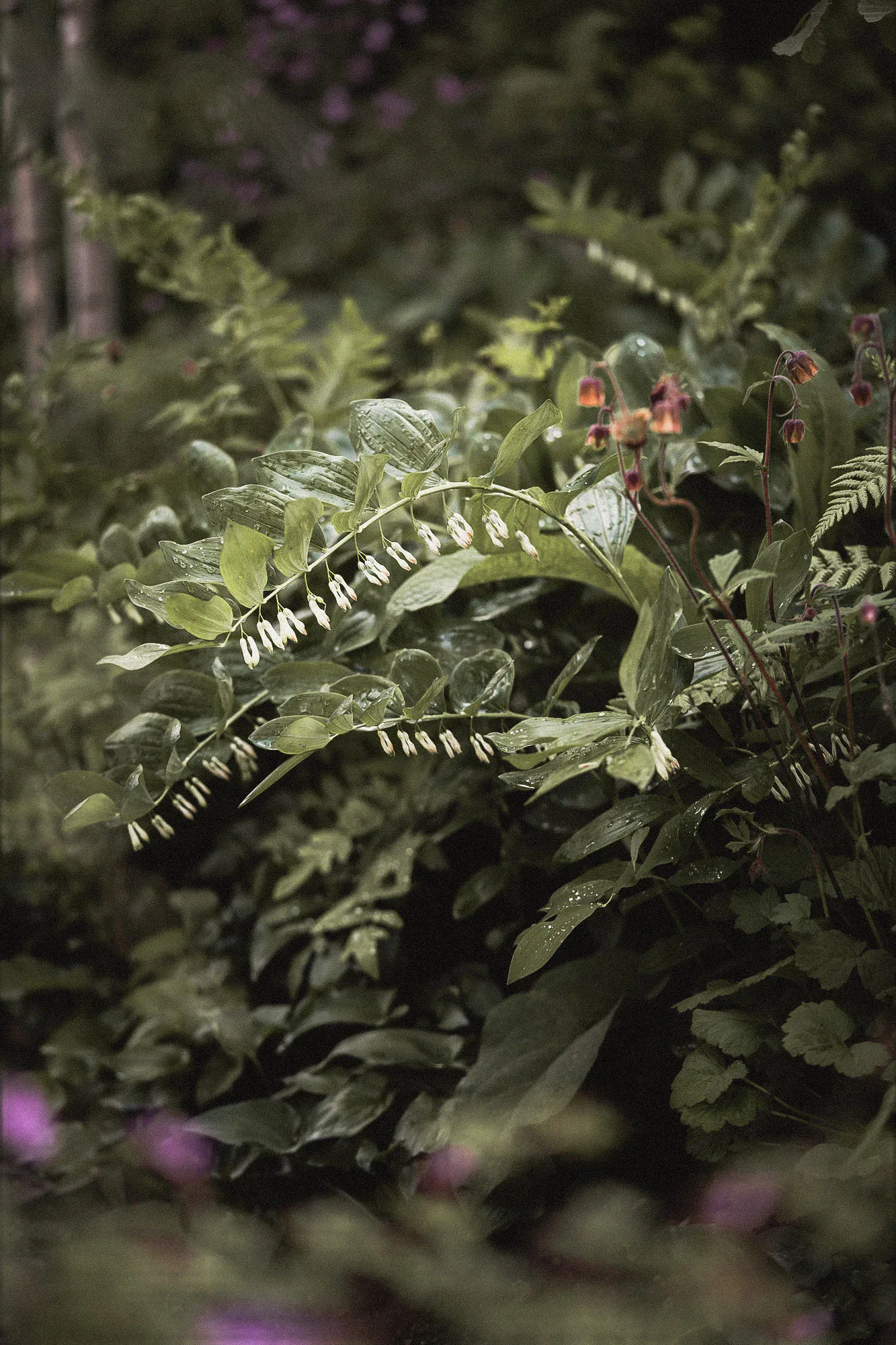Solomon's seal and water avens among ferns in deep shade