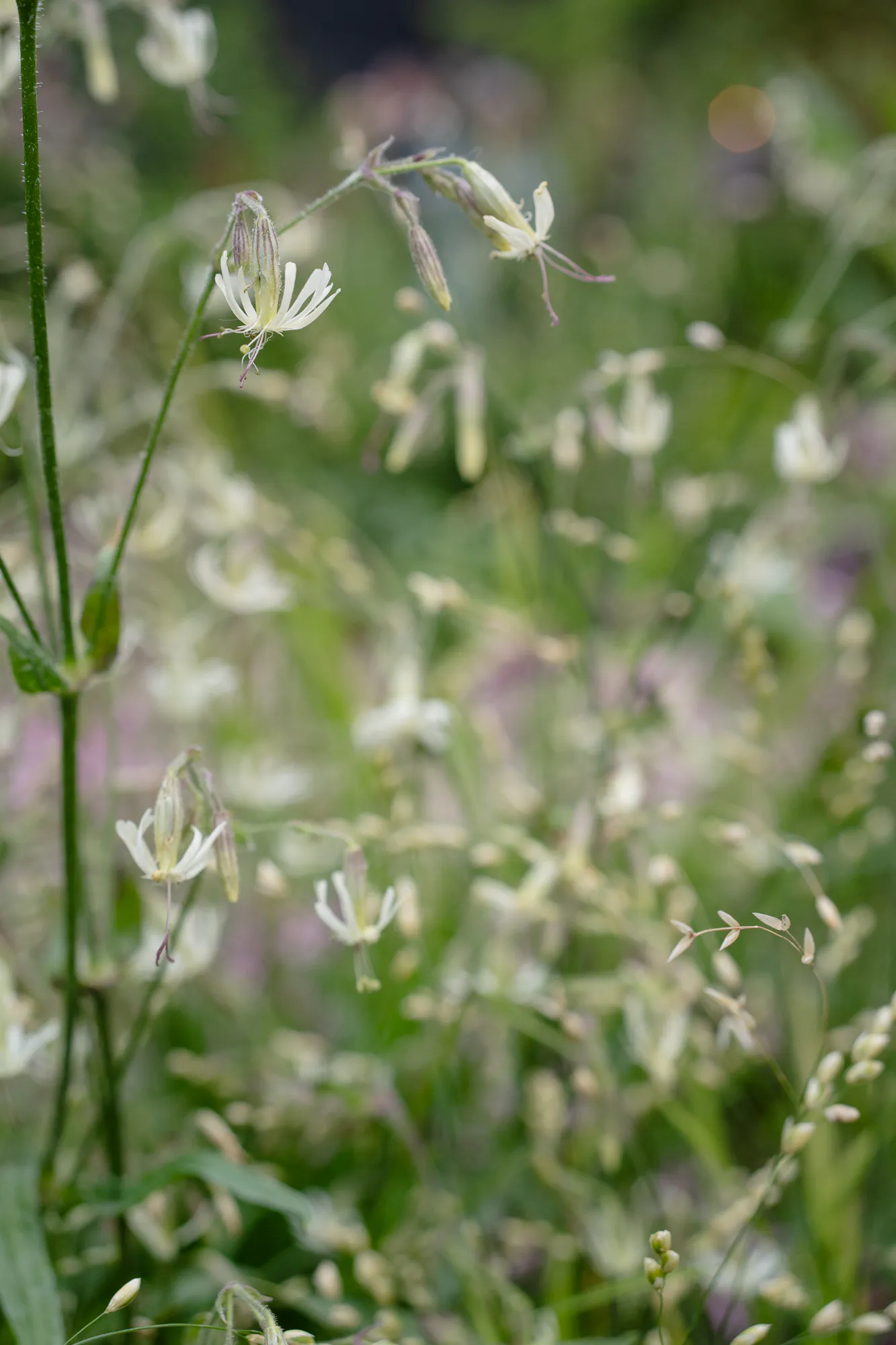 Nodding white catchfly flowers among fine woodland grasses