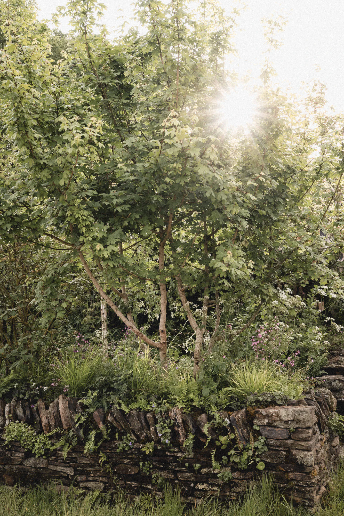 Multi-stemmed field maple backlit by the sun above a gritstone wall planted with grasses and ferns