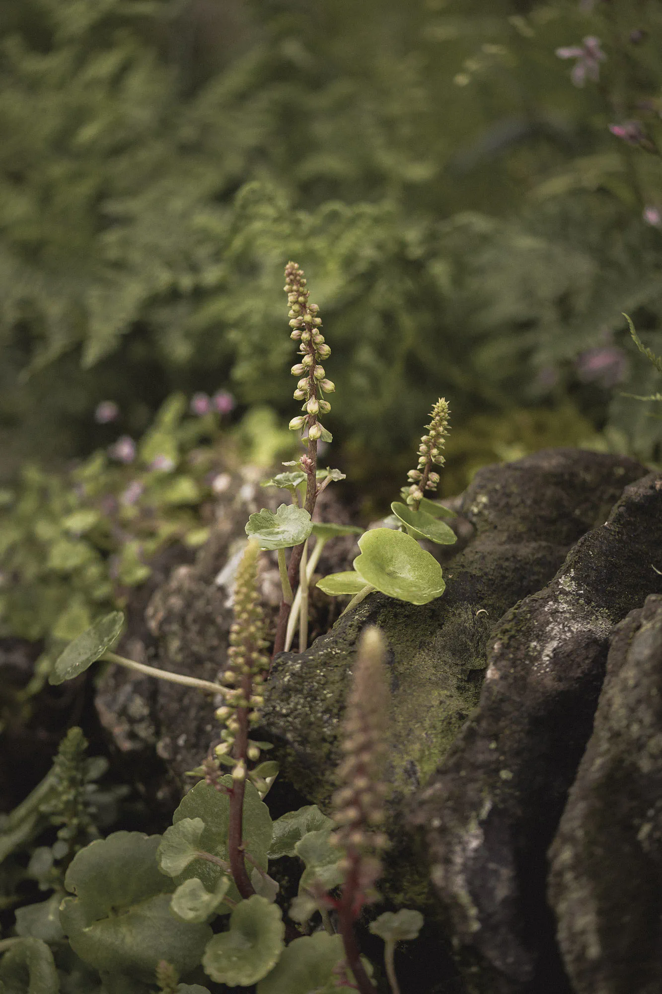Navelwort growing from the joints of a mossy gritstone wall