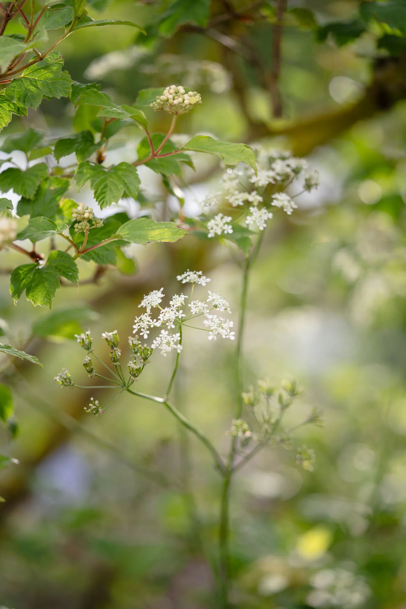 Cow parsley in flower beneath guelder rose leaves