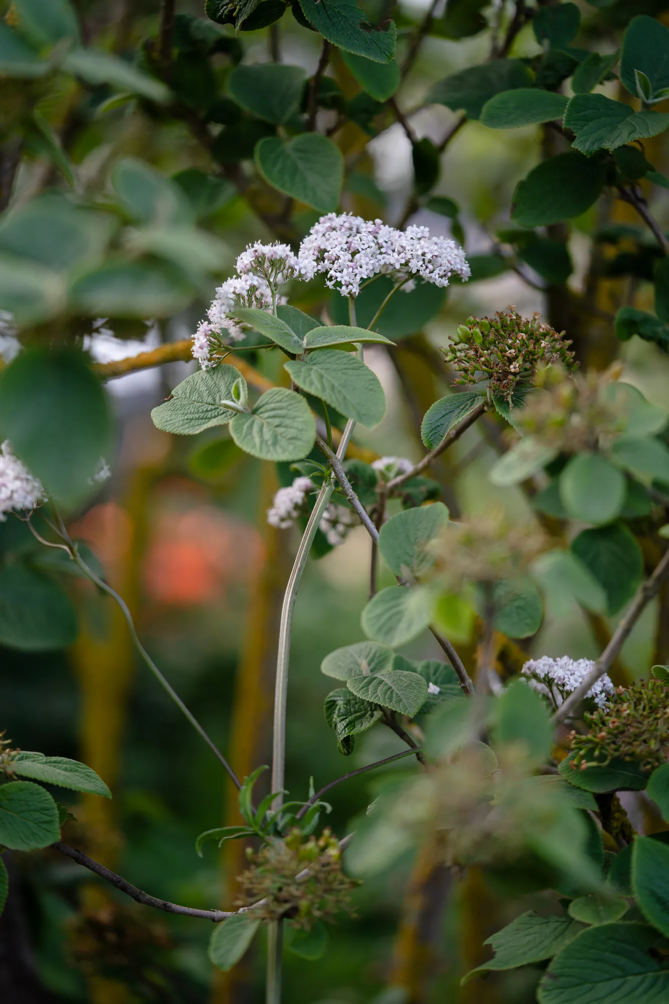 Wayfaring tree in flower, with domed heads of small white flowers