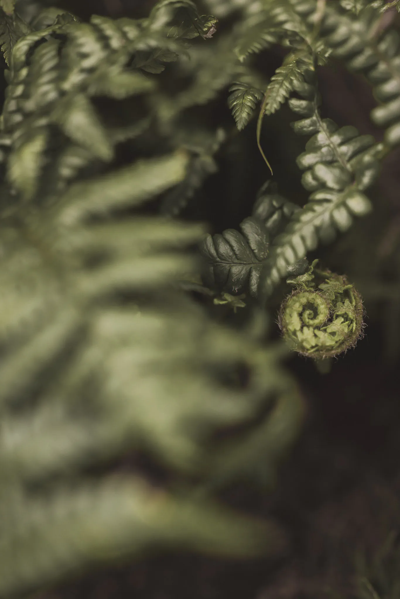 A fern frond unfurling among mature fronds