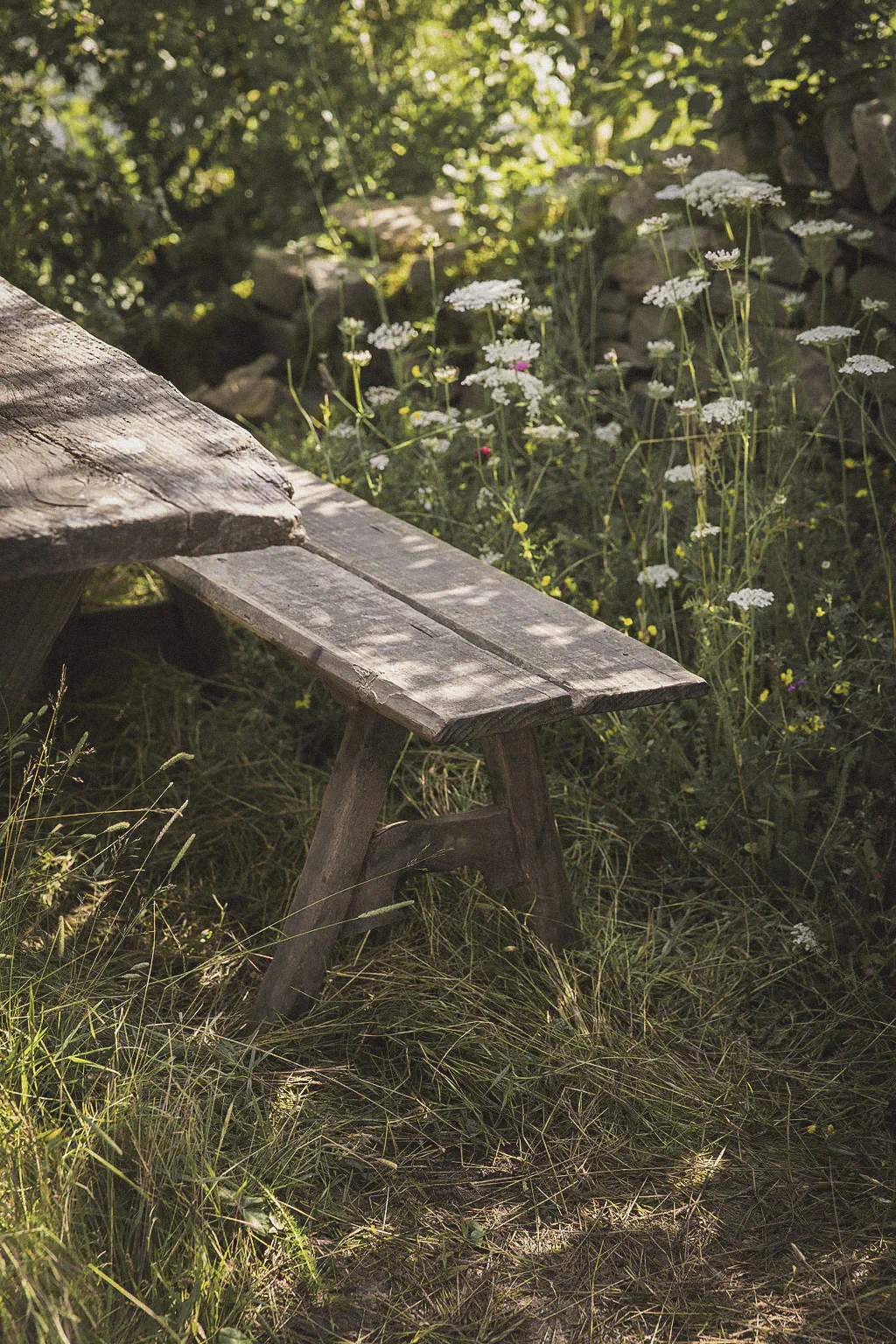 Weathered timber bench beside wild carrot and meadow flowers, with a dry stone wall behind