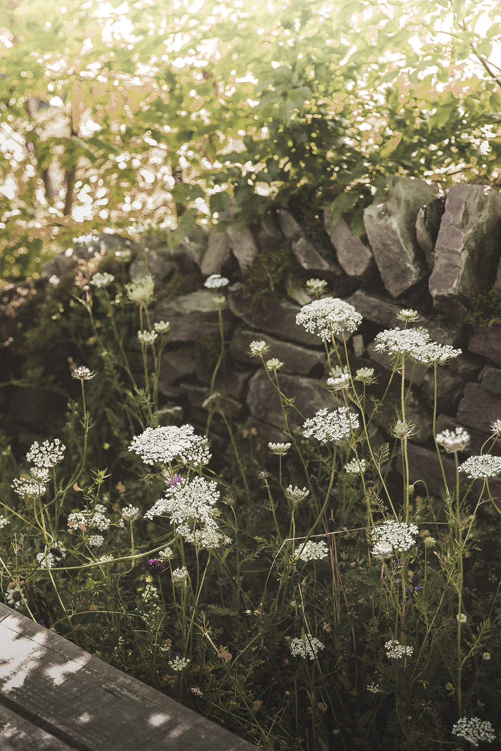 Wild carrot flowering in front of a dry stone wall, with hedgerow trees above in evening light