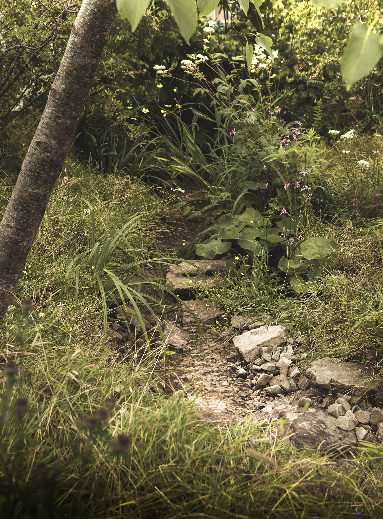 Woodland Trust: 49% Garden at RHS Tatton 2024 — a stone path rising through meadow grasses and wildflowers beneath a native tree