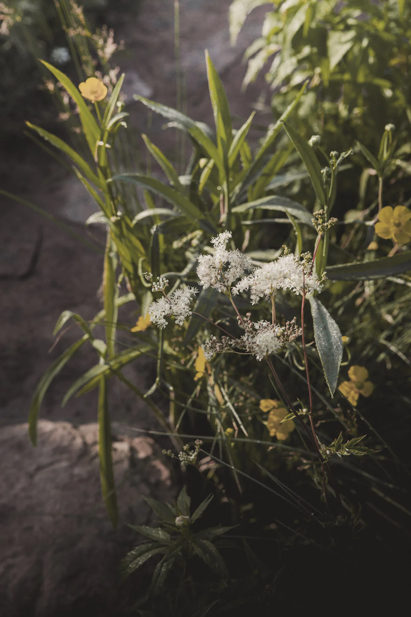 Meadowsweet and lesser spearwort beside the stone path