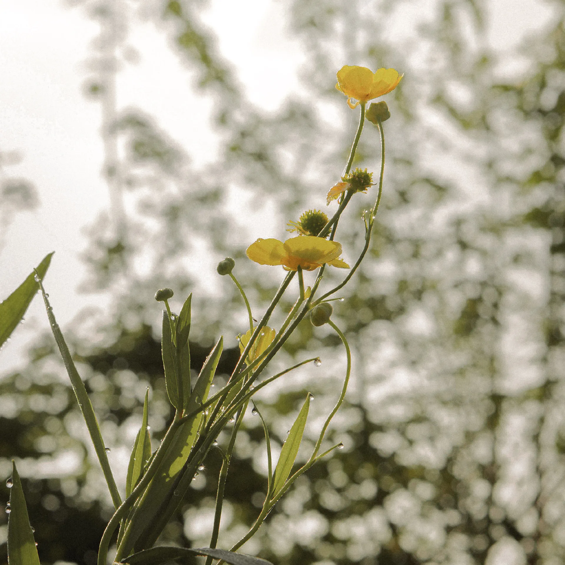 Greater spearwort flowers held above slender leaves