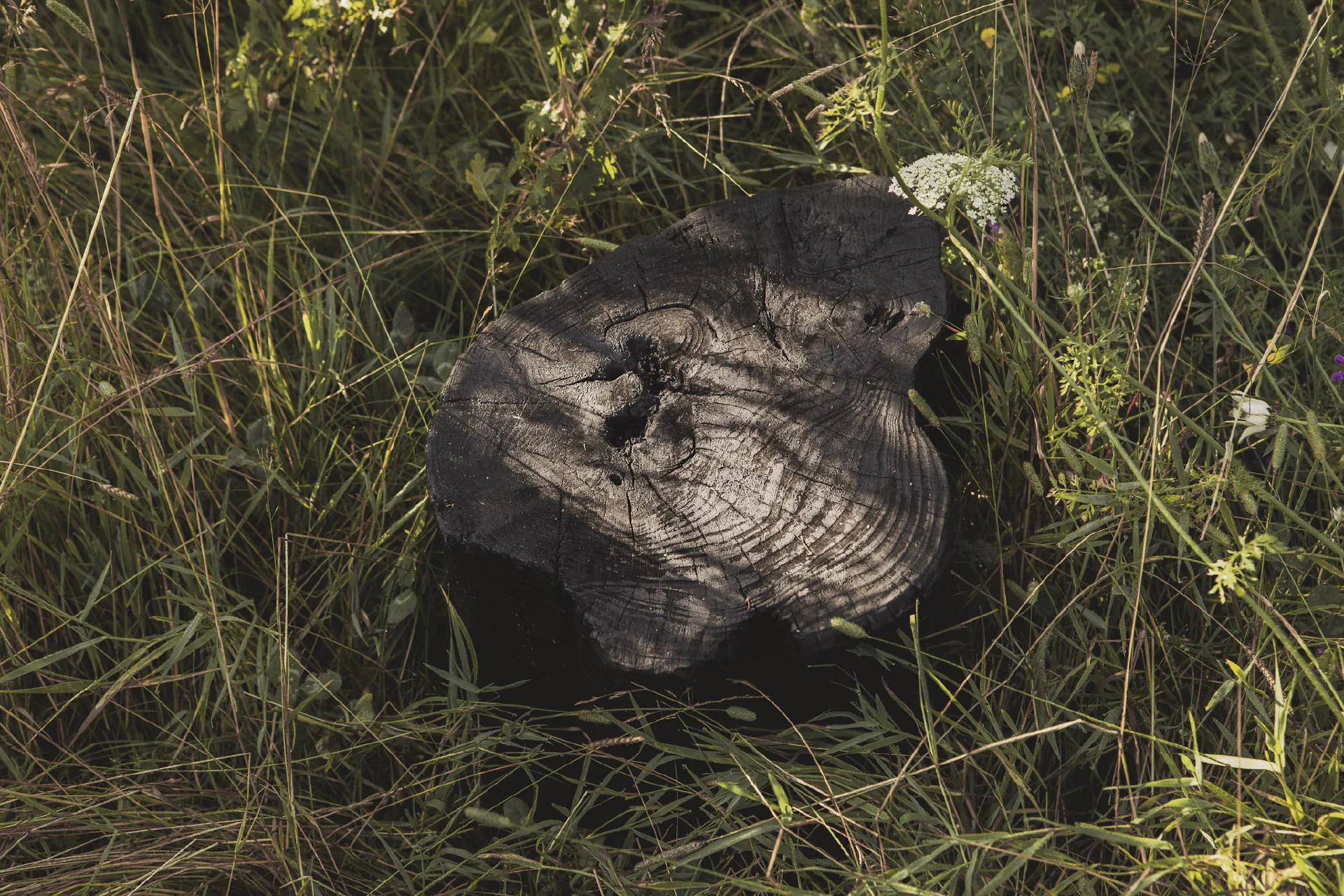 Weathered tree stump in long meadow grass