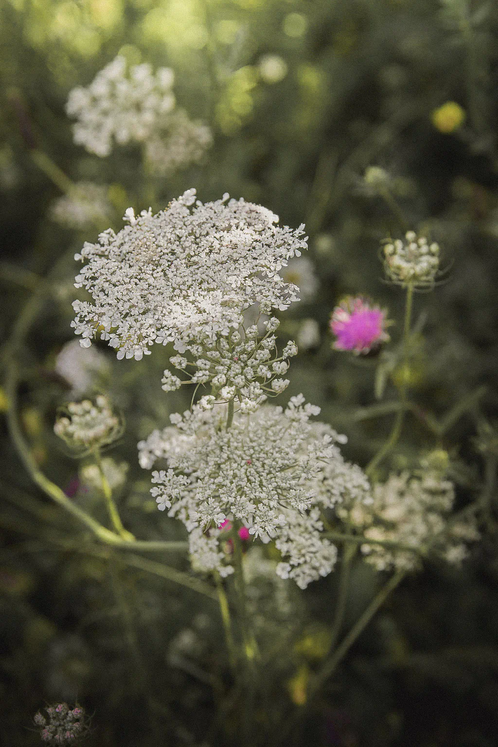 Wild carrot in flower, with knapweed behind