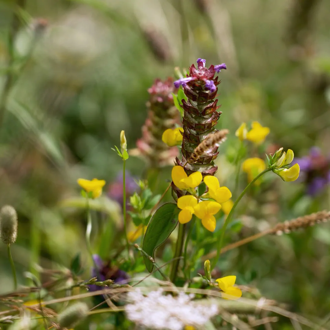 Selfheal and bird's-foot trefoil in the meadow